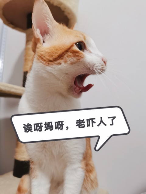 猫1.jpg