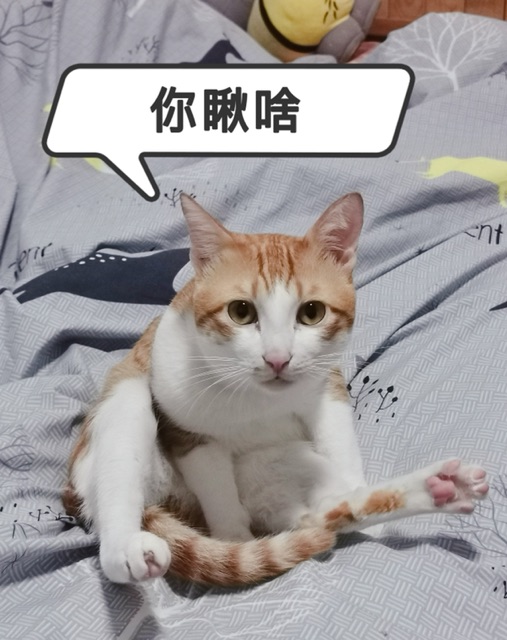 猫2.jpg