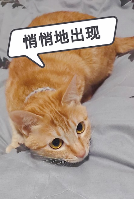 猫3.jpg