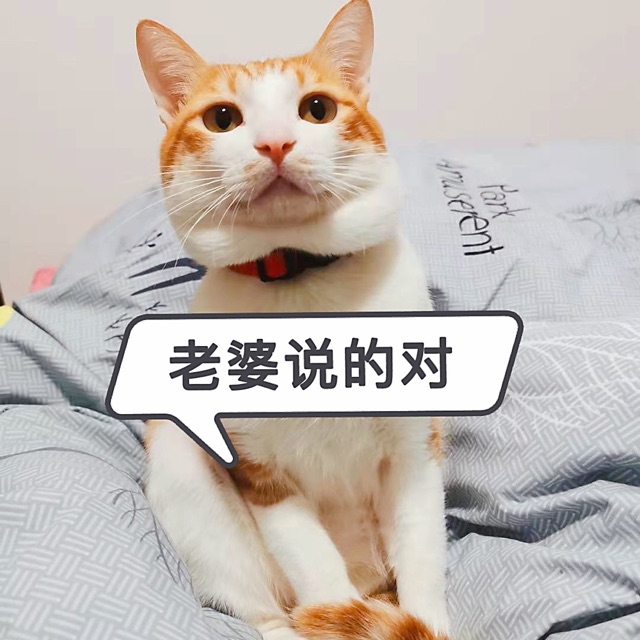 猫4.jpg